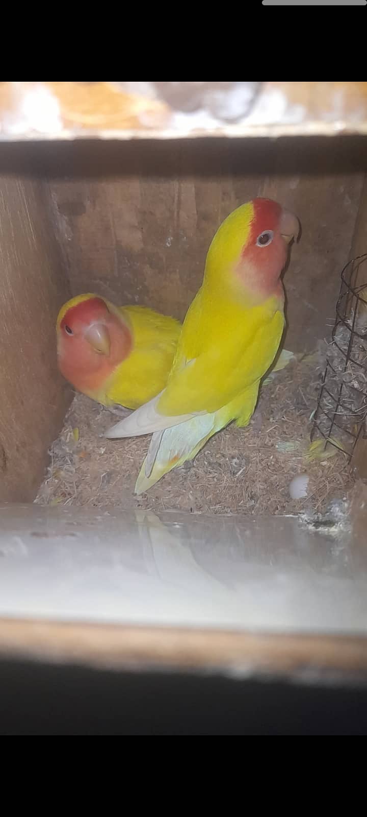 love bird breeder pair with eggs. 1