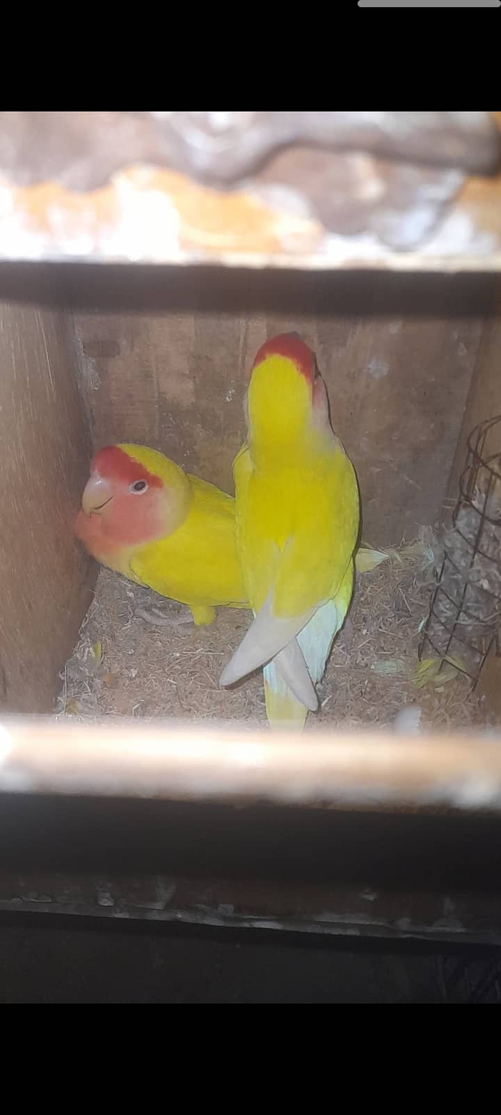 love bird breeder pair with eggs. 2