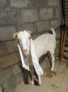 gulabi bakri for sale 6 dant price dead final 38k Lene khud ana Hoga