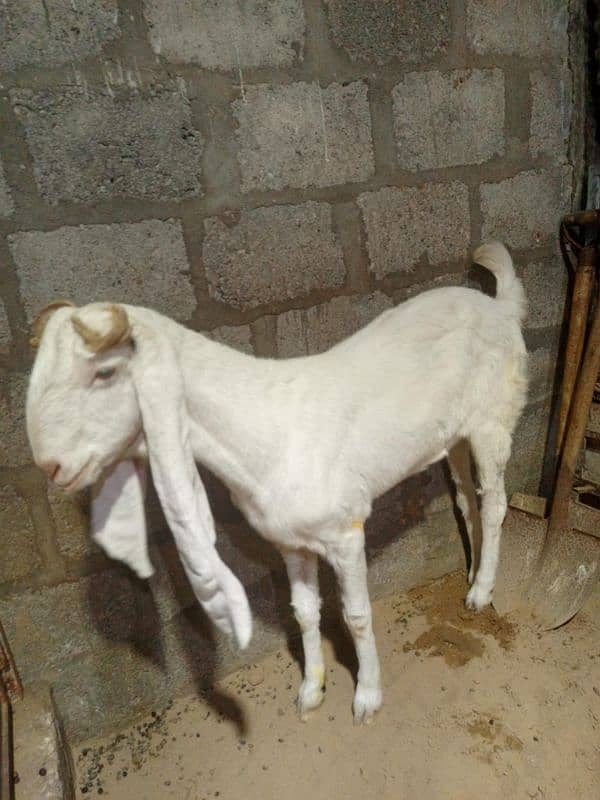 gulabi bakri for sale 6 dant price dead final 38k Lene khud ana Hoga 1