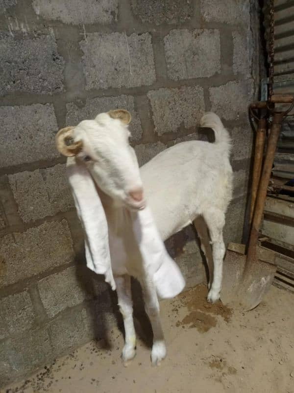 gulabi bakri for sale 6 dant price dead final 38k Lene khud ana Hoga 2