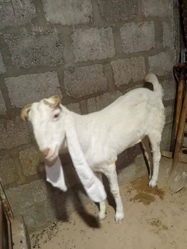 gulabi bakri for sale 6 dant price dead final 38k Lene khud ana Hoga 3