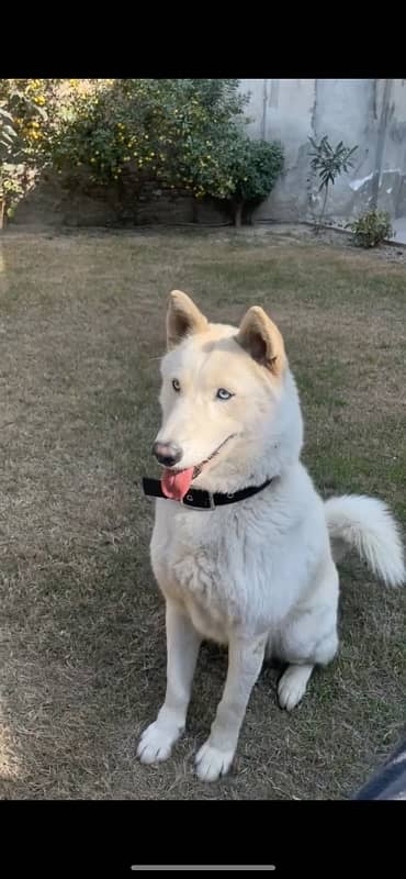 Siberian Husky 0