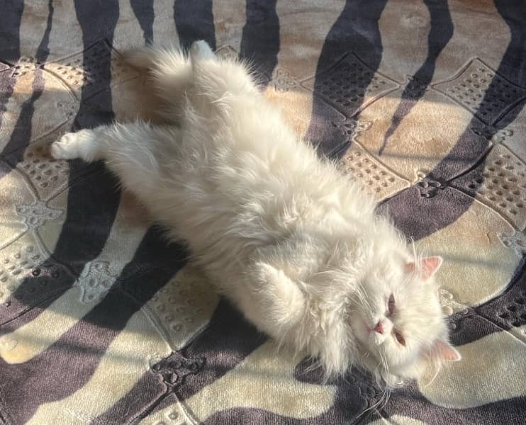 odd eyes home groomed uk bread persian kitten 4 months old(triple coat 2