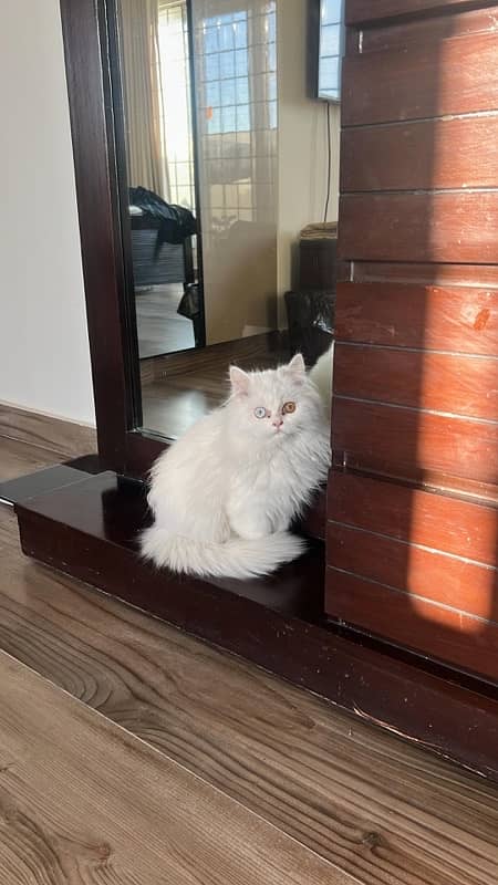 odd eyes home groomed uk bread persian kitten 4 months old(triple coat 3