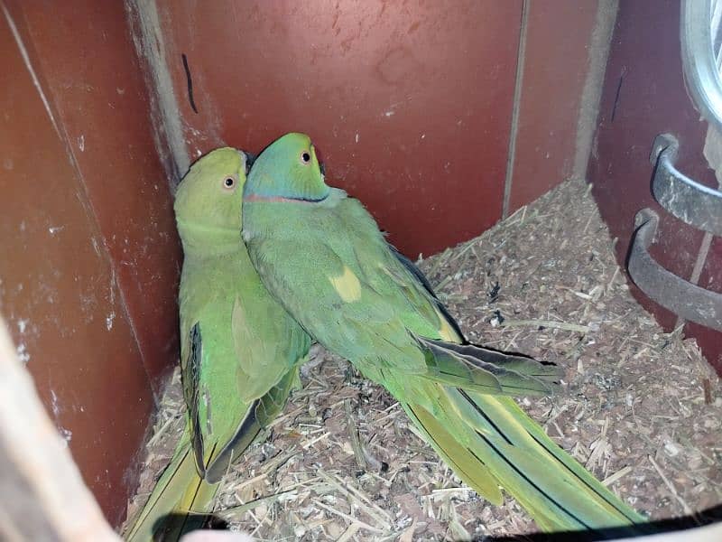 ringneck pair for sale(yellow feather) 0