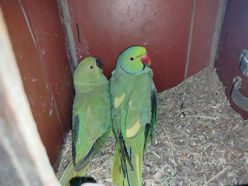 ringneck pair for sale(yellow feather) 1