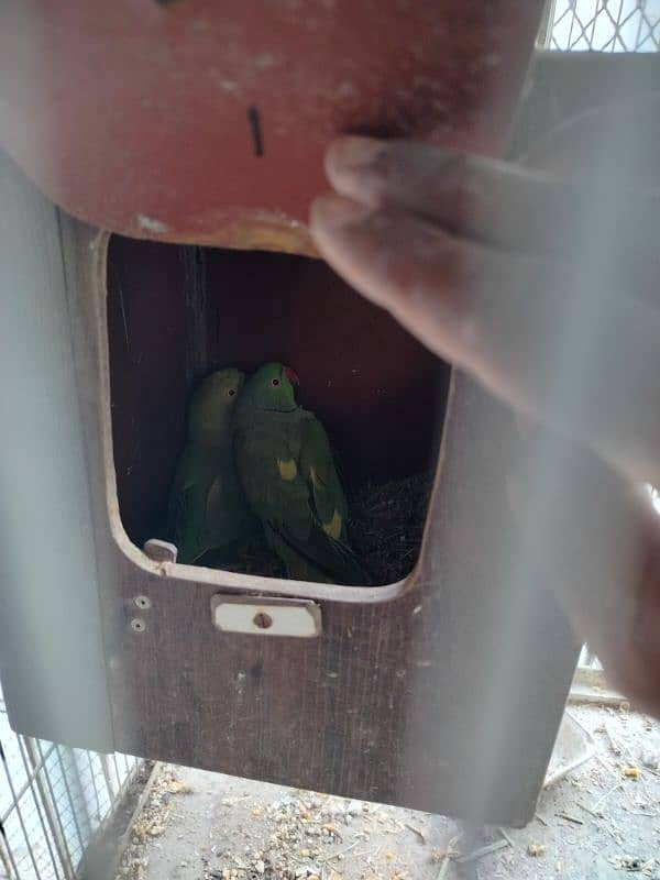 ringneck pair for sale(yellow feather) 2