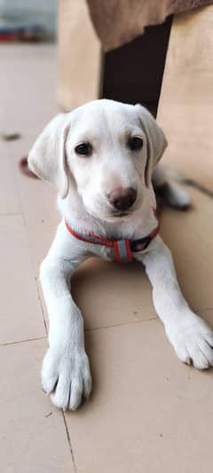 Amercian Labrador For Sale