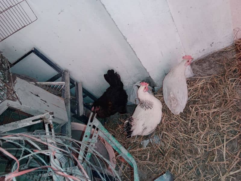 5 hens + 1 rooster 1