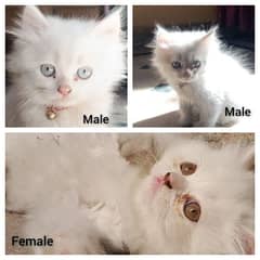 Persian kittens