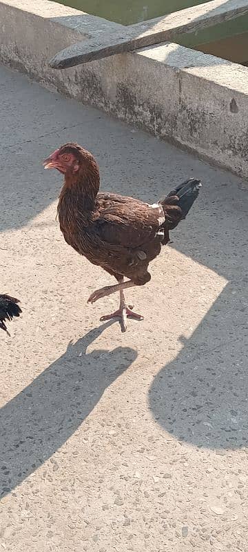 2 cocks 4 hens 8