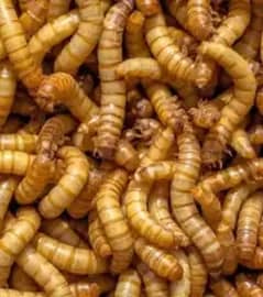 meal worm babies and beetles