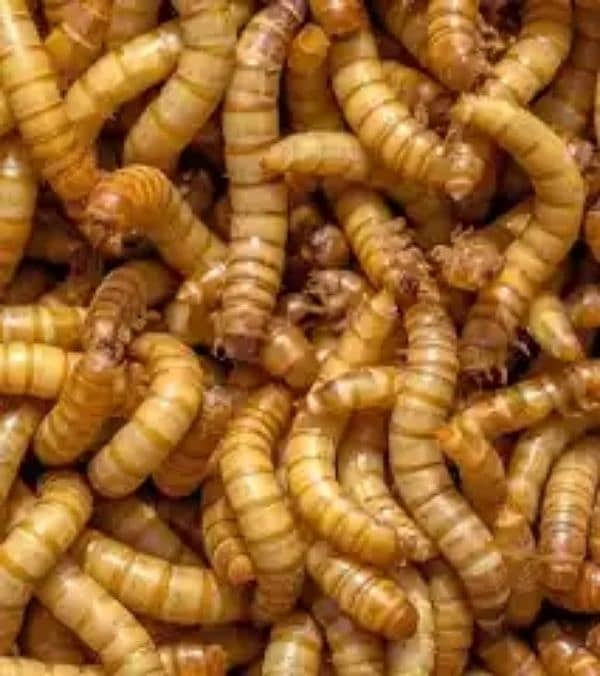 meal worm babies and beetles 0