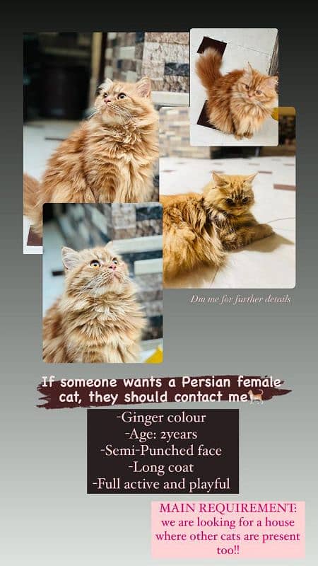 I want a caring n experienced home  in which other cat is available 0