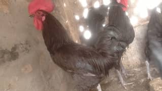 Australorp