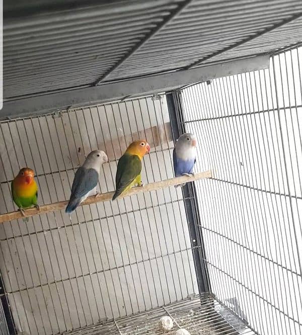 Love birds and Hogo for sale 3