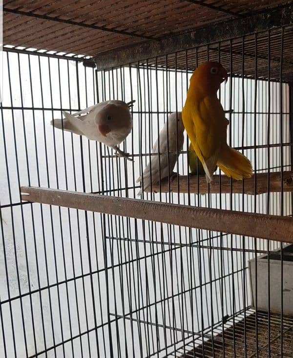 Love birds and Hogo for sale 5