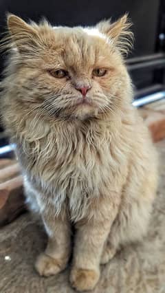 Male Persian cat for sale triple coated