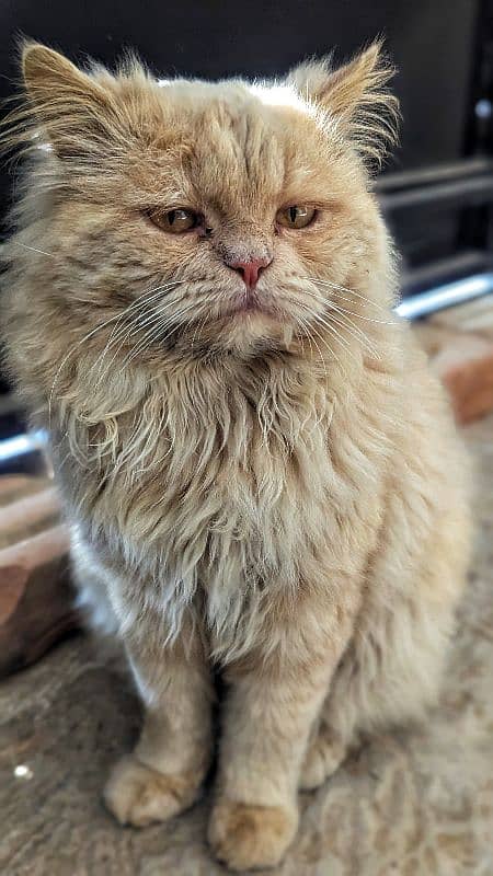 Male Persian cat for sale triple coated 0