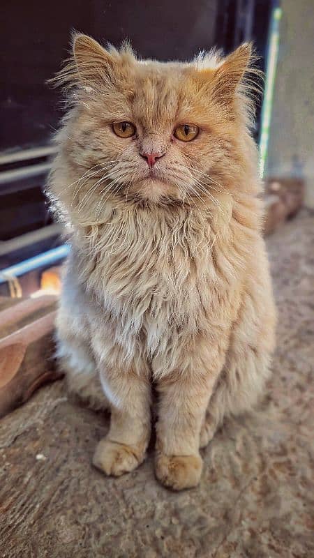 Male Persian cat for sale triple coated 1