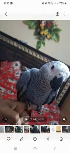 African grey salf Age 4 manth