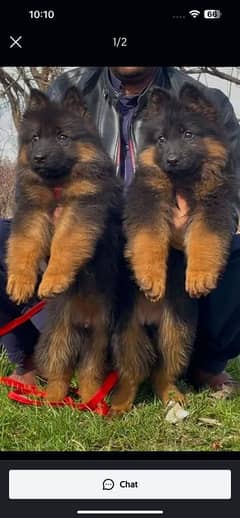 German shepherd puppies available 0325<55=209>26 My WhatsApp No