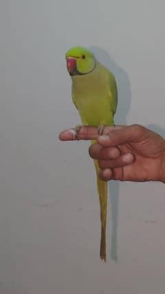 Male green ringneck