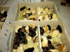 Golden Misri Chicks Available