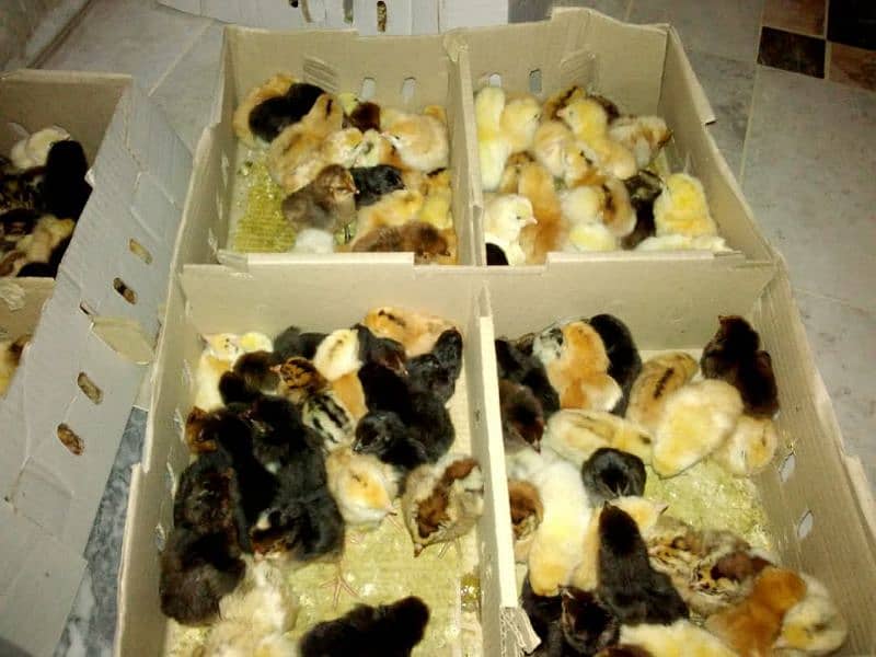 Golden Misri Chicks Available 0