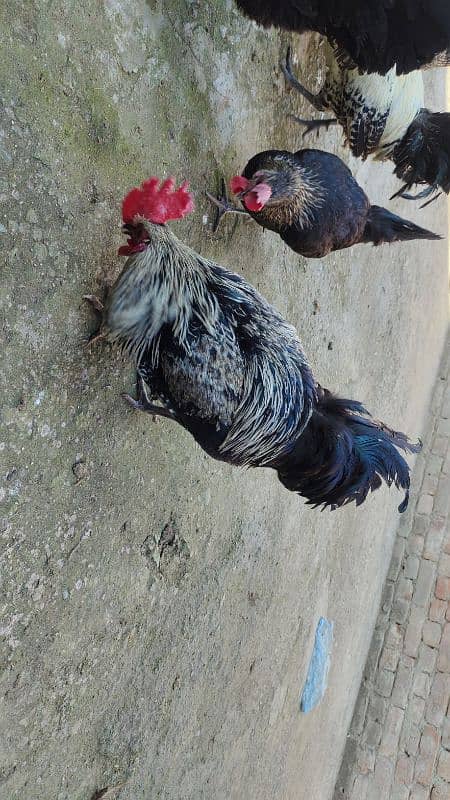 High Quality Active and Healthy Egg Laying Hens And Vvvip Quality Male 0