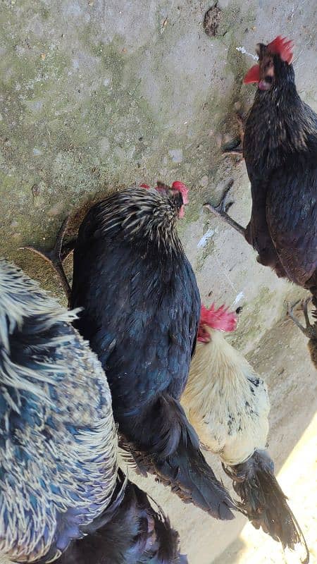 High Quality Active and Healthy Egg Laying Hens And Vvvip Quality Male 1