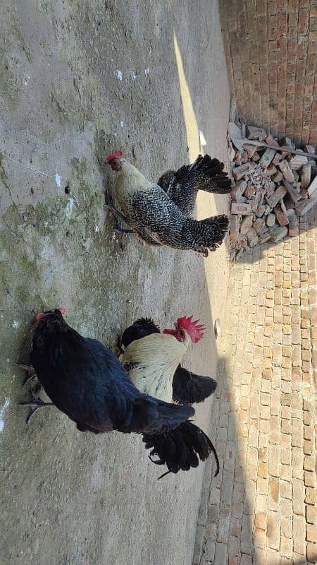 High Quality Active and Healthy Egg Laying Hens And Vvvip Quality Male 2