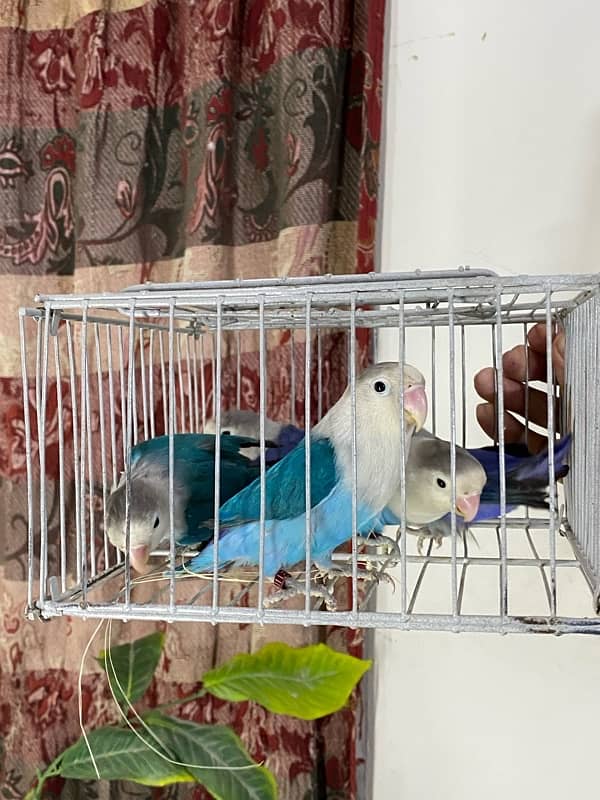 Lovebirds available for sale 4