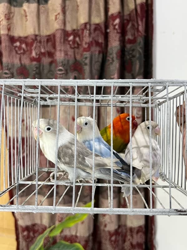 Lovebirds available for sale 6