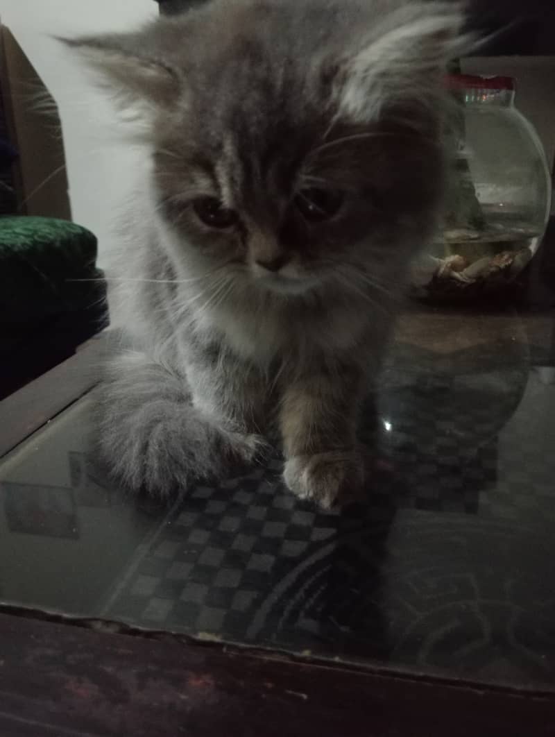 2 female kitten available for sale white and gray coloue double coat 1