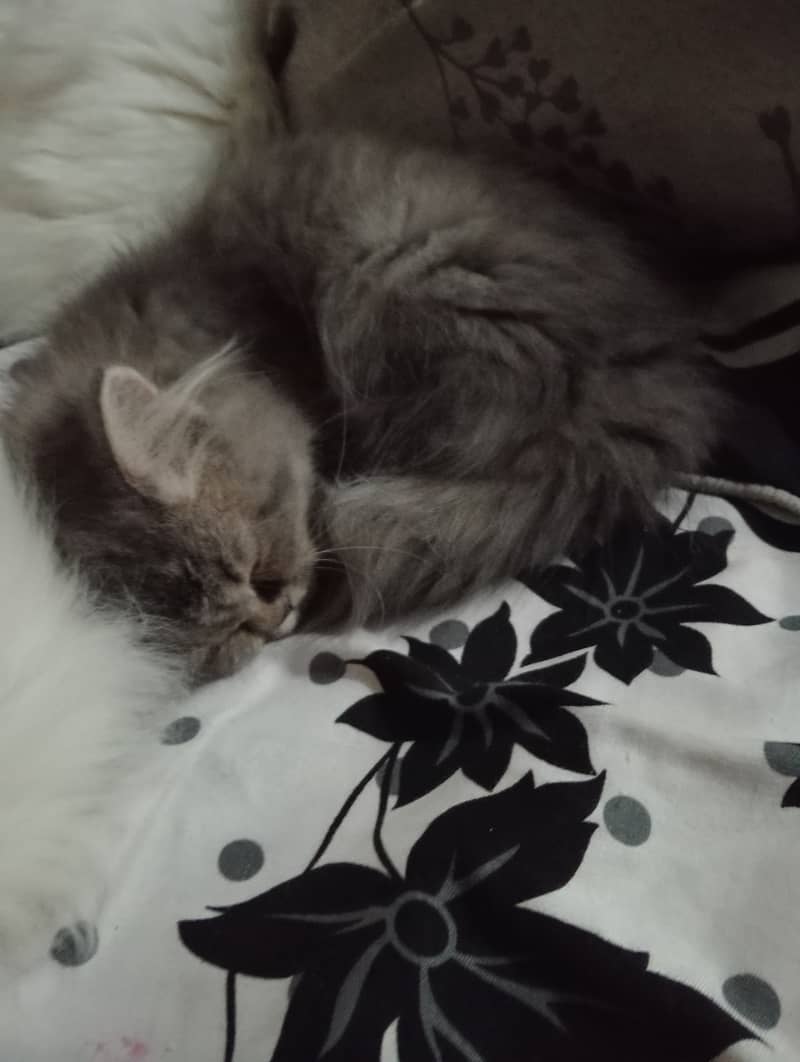 2 female kitten available for sale white and gray coloue double coat 3