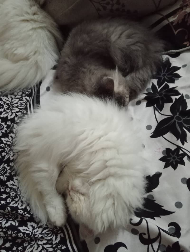 2 female kitten available for sale white and gray coloue double coat 4