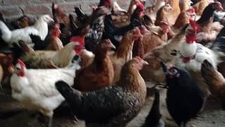 Golden Misri hens | eggs laying hens | starter hens for sale