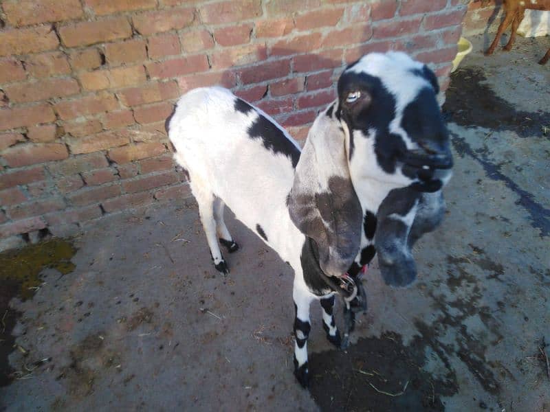 NON GABON BAKRI FOR SALE 1