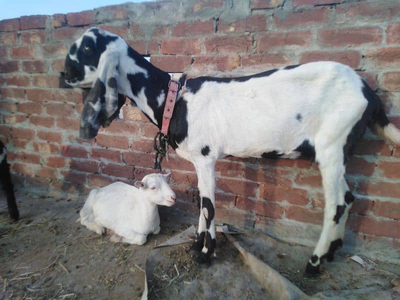 NON GABON BAKRI FOR SALE 2