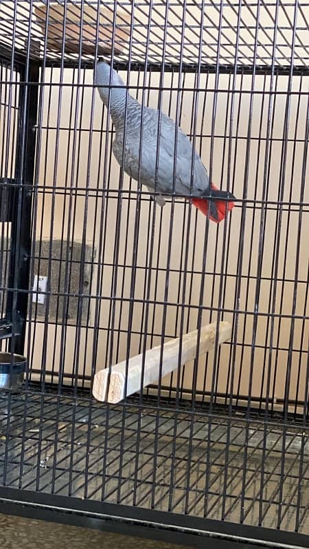 african grey parrot dna female tamed breeder 1