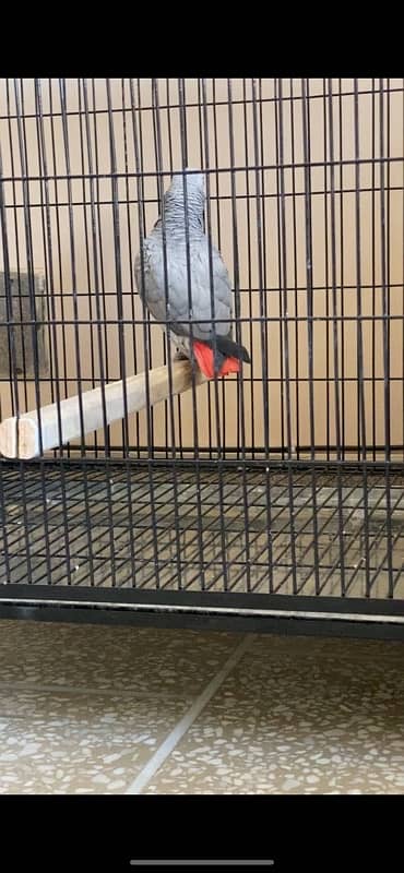 african grey parrot dna female tamed breeder 2