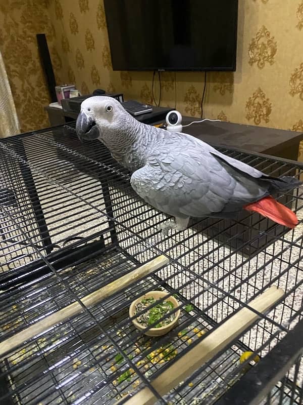 african grey parrot dna female tamed breeder 0