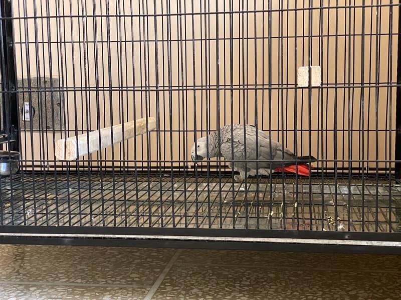 african grey parrot dna female tamed breeder 3