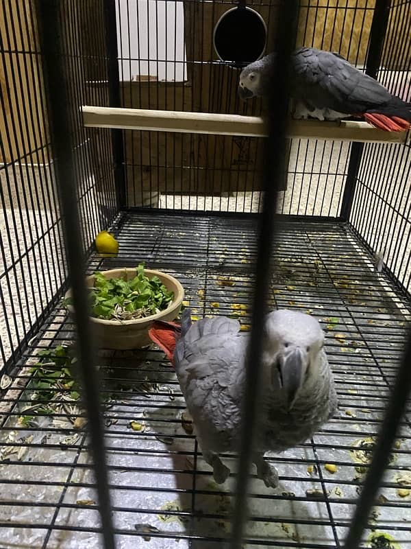 african grey parrot dna female tamed breeder 5