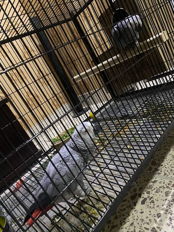 african grey parrot dna female tamed breeder 6