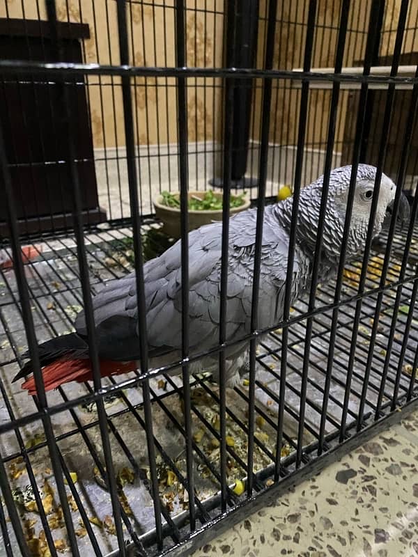 african grey parrot dna female tamed breeder 7