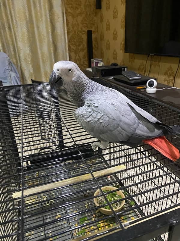 african grey parrot dna female tamed breeder 8