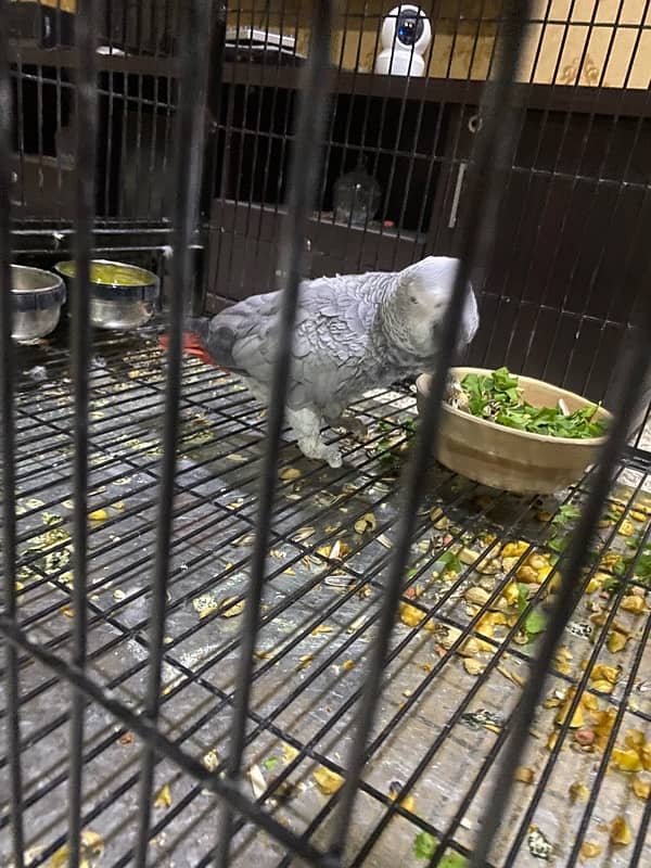 african grey parrot dna female tamed breeder 9